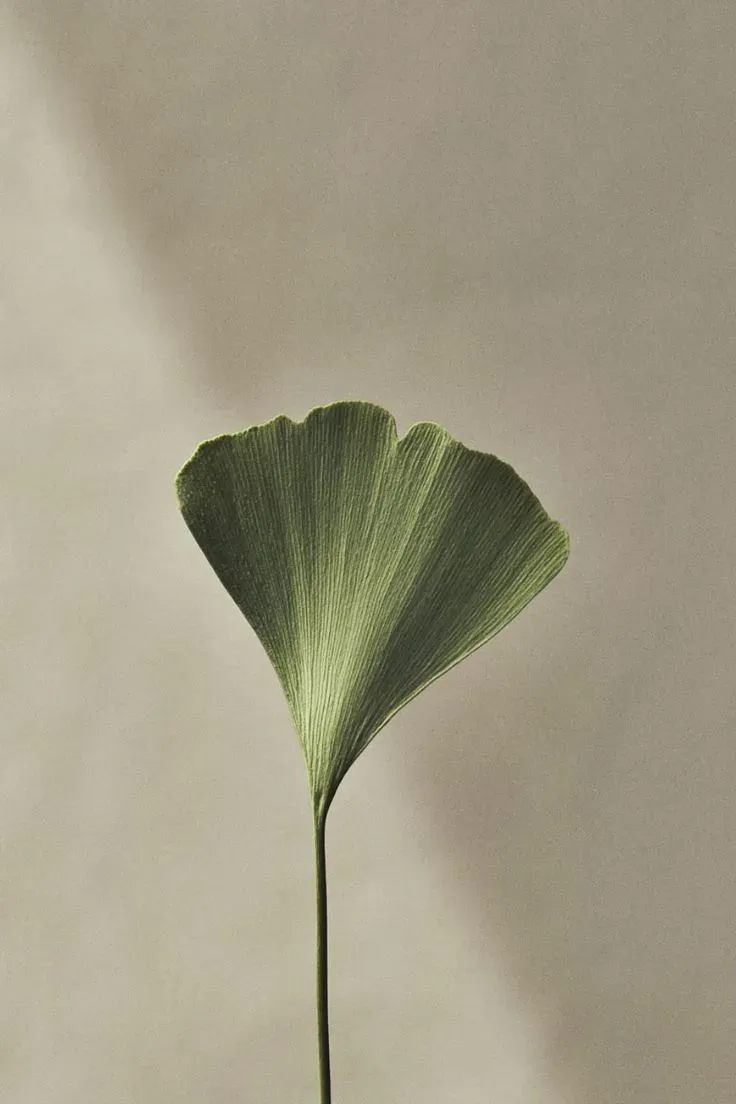Indoor plant in a veteran's well-maintained home